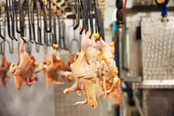 Meat Processing Plant